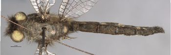Media type: image;   Entomology 11264 Aspect: habitus dorsal view